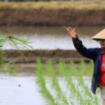 Petani tanam padi. Foto: Istimewa