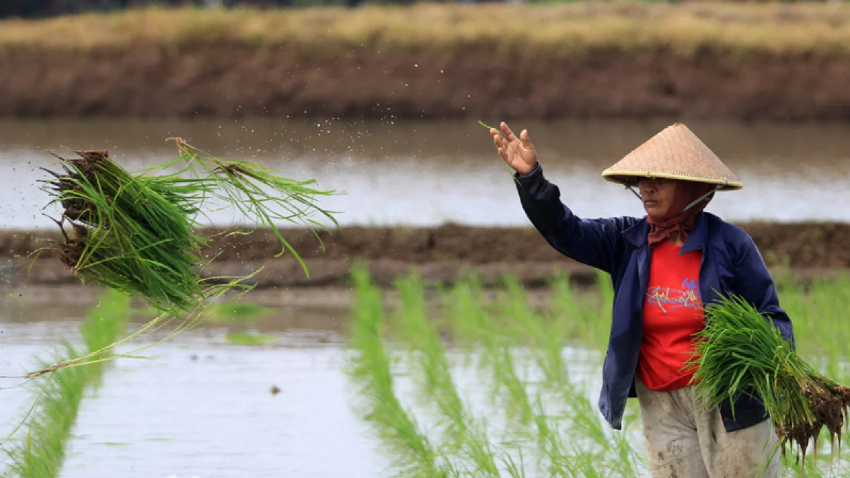 Petani tanam padi. Foto: Istimewa