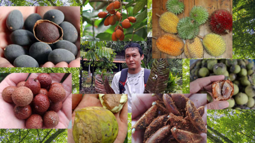 Mohammad Hanif Wicaksono, pembudidaya tanaman buah langka khas Kalimantan. Foto: Istimewa